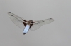 J16_2119 Libellula depressa male flight